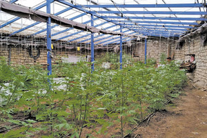 Θερμοκήπιο στη Γρα Λυγιά