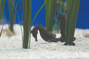 Ερωτευμένοι… μέχρι να τους χωρίσει ο θάνατος είναι και θαλάσσιοι οργανισμοί, όπως διαπιστώνουν επιστήμονες του Ενυδρείου Κρήτης (Φωτογραφία: Θεανώ Δανδαρή)