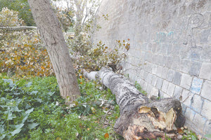 Η πτώση της λεύκας επαναφέρει τη συζήτηση για την επικινδυνότητα των αστικών δέντρων