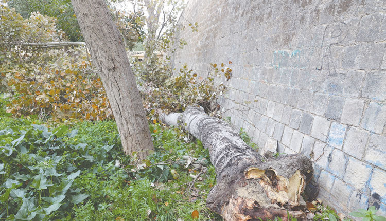 Η πτώση της λεύκας επαναφέρει τη συζήτηση για την επικινδυνότητα των αστικών δέντρων