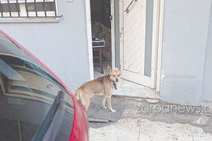 Το θύμα ζούσε με το σκυλάκι του, που τώρα μοιάζει χαμένο...
