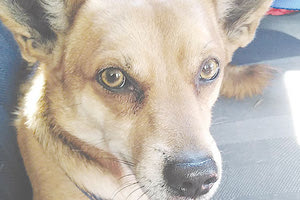 Ο “Σνούπι” αναζητά νέα οικογένεια...