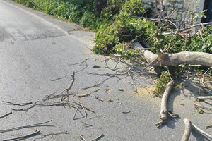 Λίγο πριν την Κνωσό έπεσε χθες στο οδόστρωμα άλλο ένα δέντρο