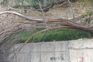 Πτώση δέντρου στο πρανές της λεωφόρου Κνωσού λίγο πριν το Βενιζέλειο