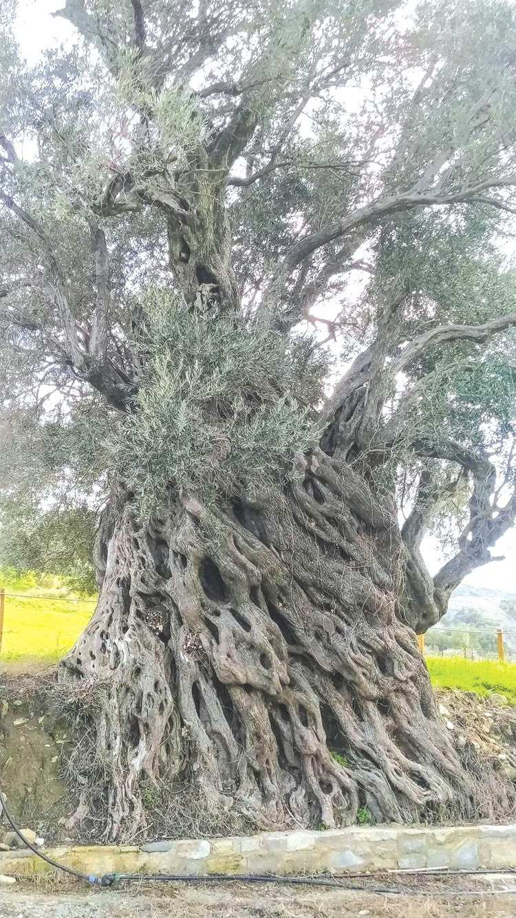 Το δέντρο στην Αγία Παρασκευή