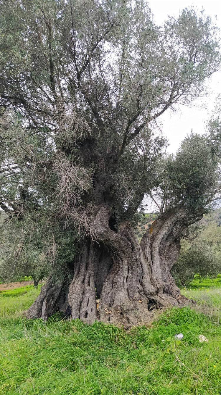 Η ελιά που εκτιμάται ότι είναι πάνω από 3.000 ετών