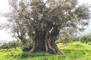 “ΜΝΗΜΕΙΑ” ΤΗΣ ΦΥΣΗΣ Εντόπισε ελιά 3.000 ετών στον Πανασό