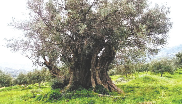 “ΜΝΗΜΕΙΑ” ΤΗΣ ΦΥΣΗΣ Εντόπισε ελιά 3.000 ετών στον Πανασό