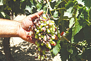 Η νεροποντή προκάλεσε τεράστιες ζημιές στις αμπελοκαλλιέργειες