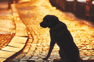 Δικογραφία και πρόστιμο για τον κτηνοτρόφο που σκότωσε τον σκύλο