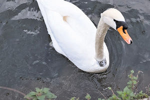 Ο κρητικός κύκνος θρηνεί ακόμα για το χαμένο του ταίρι