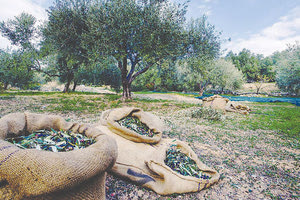 Αυτή είναι μπίζνα: 35χρονος ράβδισε πάνω από 400 ξένα ελαιόδεντρα! 