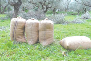 Θα έβγαζε τουλάχιστον 200 τσουβάλια 