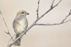 Ορνιθοτουρισμός: Μια έκθεση για το νέο... πρότζεκτ της Κρήτης