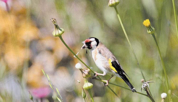 Φωτογραφία 4: Αναστάσιος Π. Λεβέντης