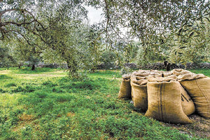 Αθώος ο 35χρονος για το ράβδισμα στα ξένα λιόφυτα