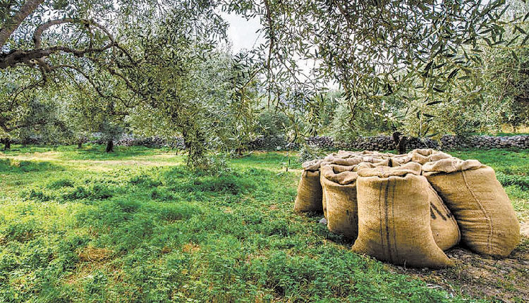 Αθώος ο 35χρονος για το ράβδισμα στα ξένα λιόφυτα