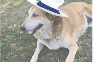 Για πάντα στο αεροδρόμιο η αγαπητή Κανέλα