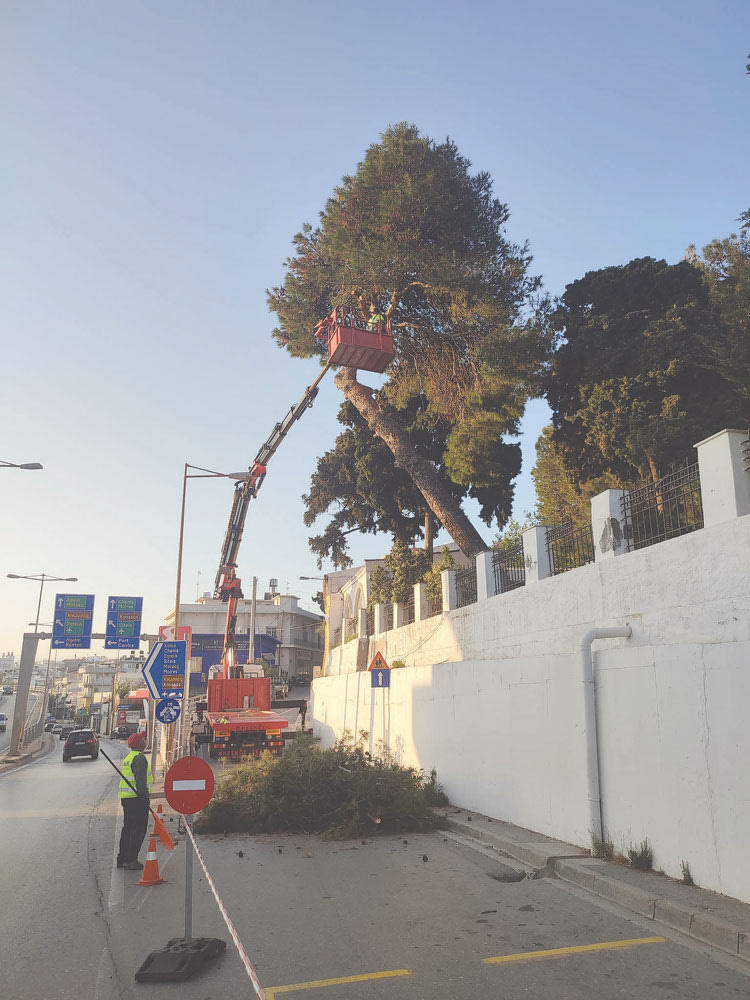 Κοπές δέντρων: Ασφαλιστικά μέτρα και για τον Άγιο Κωνσταντίνο 