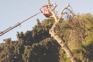Κοπές δέντρων: Ασφαλιστικά μέτρα και για τον Άγιο Κωνσταντίνο