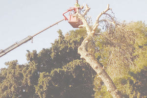 κοπη δεντρου κοπες κλαδεμα αστικου πρασινου