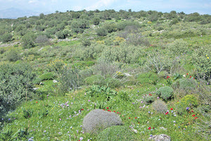 εκτάσεις με φρύγανα και ασπαλάθους δεν χαρακτηρίζονται δάση ή δασικές