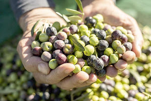 Ελιές - ελαιόλαδο