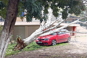 Το δέντρο έπεσε στο αυτοκίνητο!