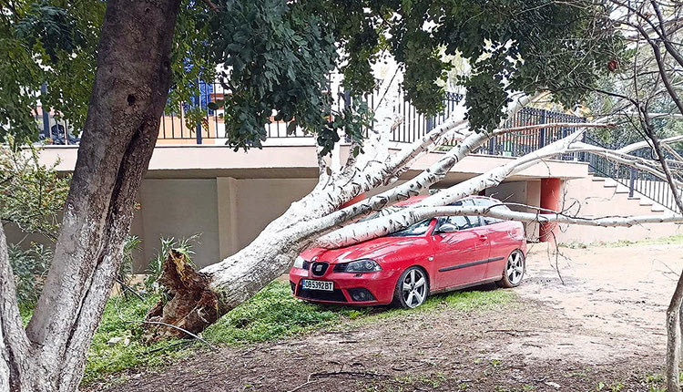 Το δέντρο έπεσε στο αυτοκίνητο!