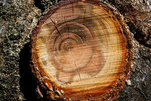 κοπή δέντρου