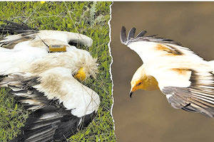 Χρησιμοποιούν παράνομα Δηλητηριασμένα δολώματα