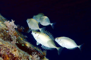 Αγριόσαλπες: Νέες γεύσεις από τις ελληνικές θάλασσες