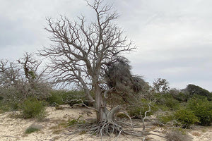 Οι κέδροι απειλούνται στη Χρυσή