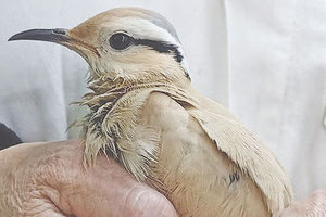 Ο Αμμοδρόμος