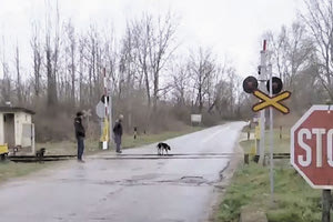 Στις Σέρρες, στην αφύλακτη διάβαση της Βυρώνειας, ελλείψει άλλων μέτρων προστασίας, έχουν προσλάβει... σεκιούριτι να φυλάει τη διάβαση.