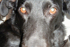 Οργή για τις φόλες