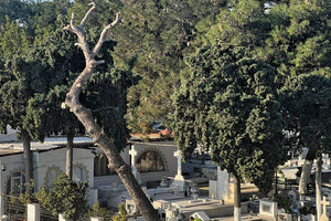 δεντρα αγιος κωνσταντινος