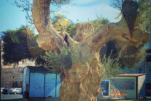 μεταφυτευση ελαιοδεντρων