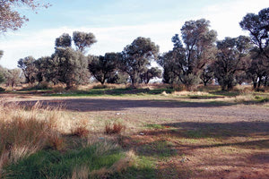 Το ακίνητο 70 στρεμμάτων του Δήμου στη θέση Λαχαραγιάς