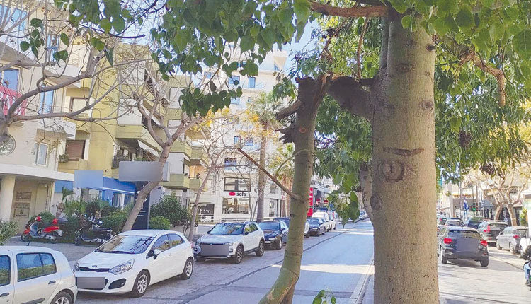 Το κομμένο κλαδί στη λ. Δημοκρατίας