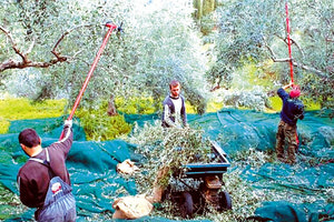 συγκομιδή ελαιόλαδου