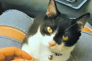 Βγήκε ζωντανή από το τρένο και ψάχνει το γάτο της