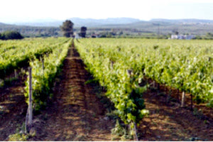 Πρότυπος Αμπελώνας Κρήτης