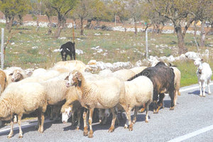Τα πρόβατα ήταν στη μέση του δρόμου