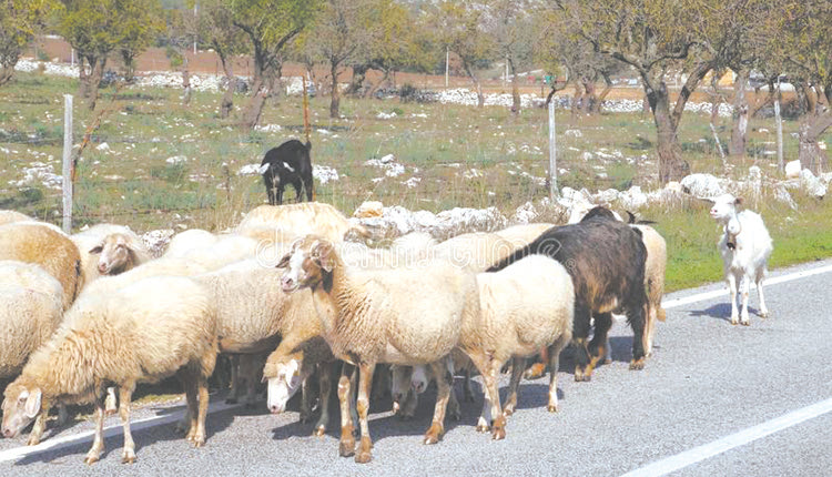 Τα πρόβατα ήταν στη μέση του δρόμου