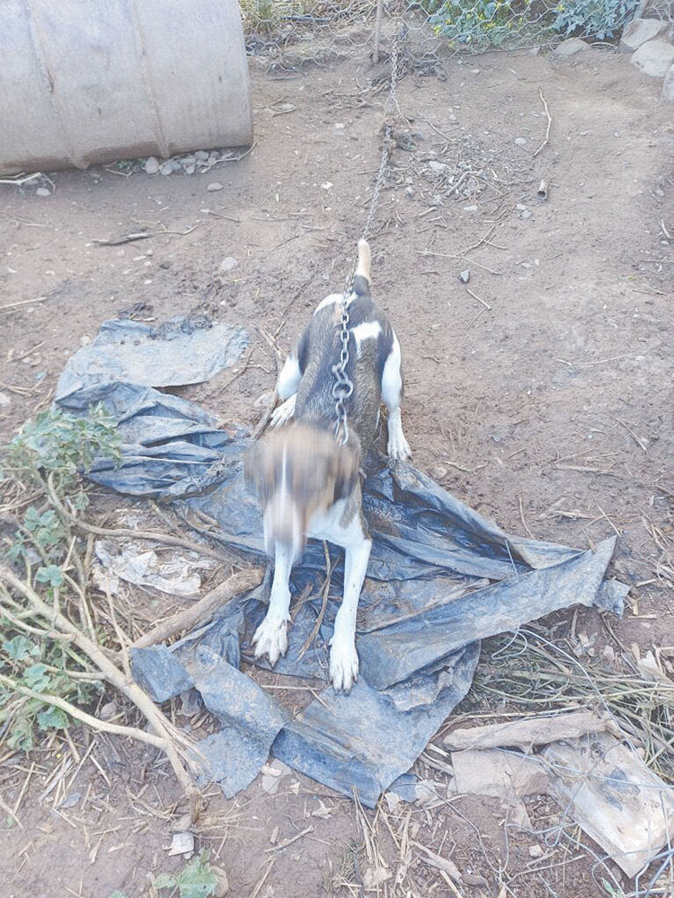 Ο συλληφθείς αφέθηκε ελεύθερος με εντολή εισαγγελέα, ενώ του βεβαιώθηκε διοικητικό πρόστιμο