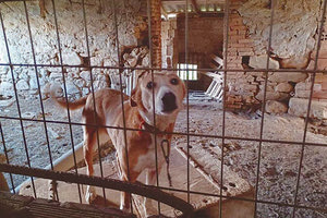 Ο συλληφθείς αφέθηκε ελεύθερος με εντολή εισαγγελέα, ενώ του βεβαιώθηκε διοικητικό πρόστιμο