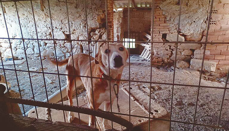 Ο συλληφθείς αφέθηκε ελεύθερος με εντολή εισαγγελέα, ενώ του βεβαιώθηκε διοικητικό πρόστιμο