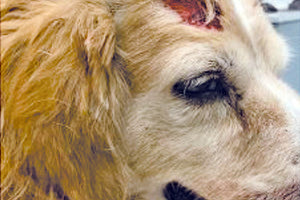 Το σκυλί που παρέσυρε η 63χρονη οδηγός