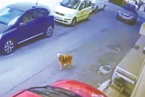 Ελεύθερη αλλά συντετριμμένη η 63χρονη που τραυμάτισε το σκυλί